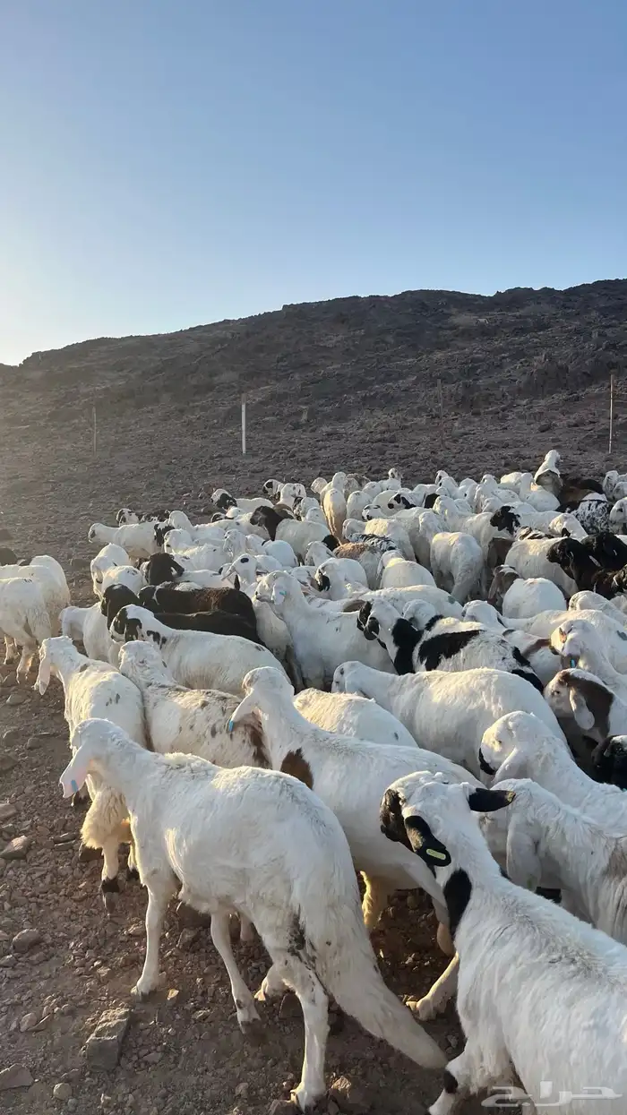 طليان سواكن شبيه الحري دمازين مرابى جادعان 4