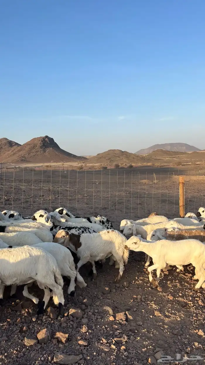 طليان سواكن شبيه الحري دمازين مرابى جادعان 15