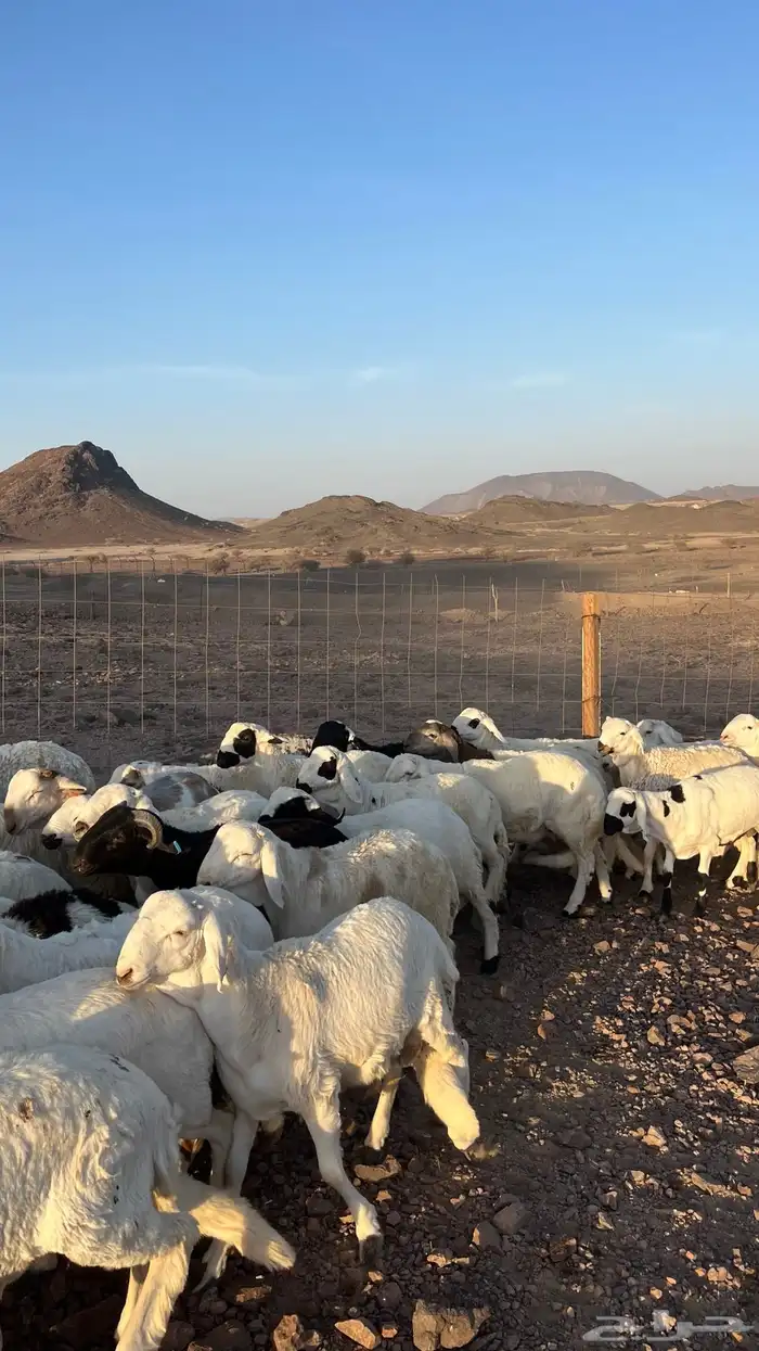 طليان سواكن شبيه الحري دمازين مرابى جادعان 2