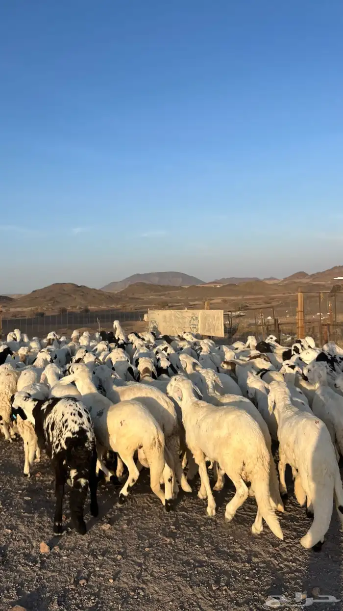 طليان سواكن شبيه الحري دمازين مرابى جادعان 27