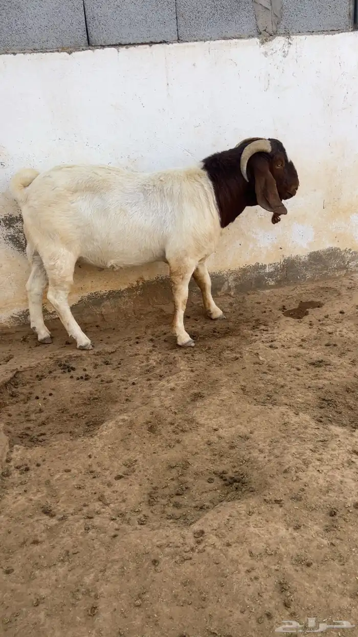 تيس فحل بورقوت دم نقي 1