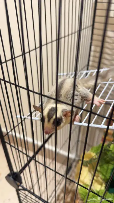 سنجاب الطائر شقر قلايدر index