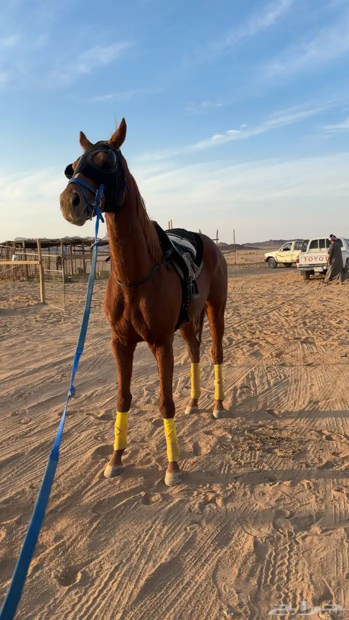 للبيع حصان جاهز لقرب شوط 0