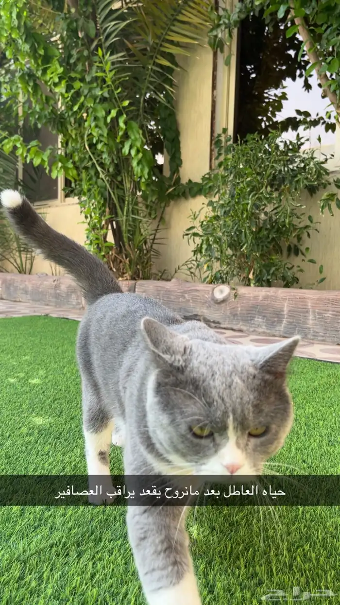 قط مفقود بحائل حي الخزامى قريب للياسمين 2