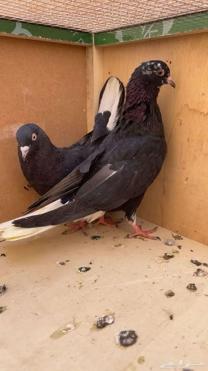 للبيع حمام قطايف و محاكر 3