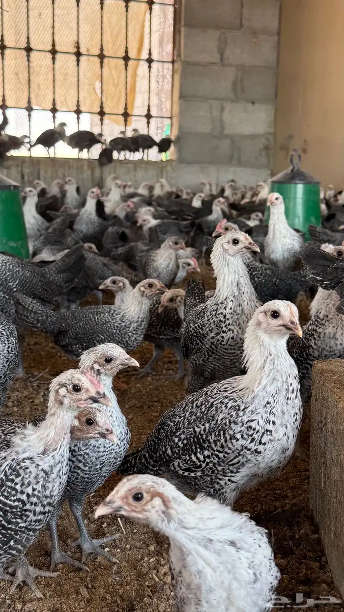 دجاج فيومي شبابي دم صافي كله 4