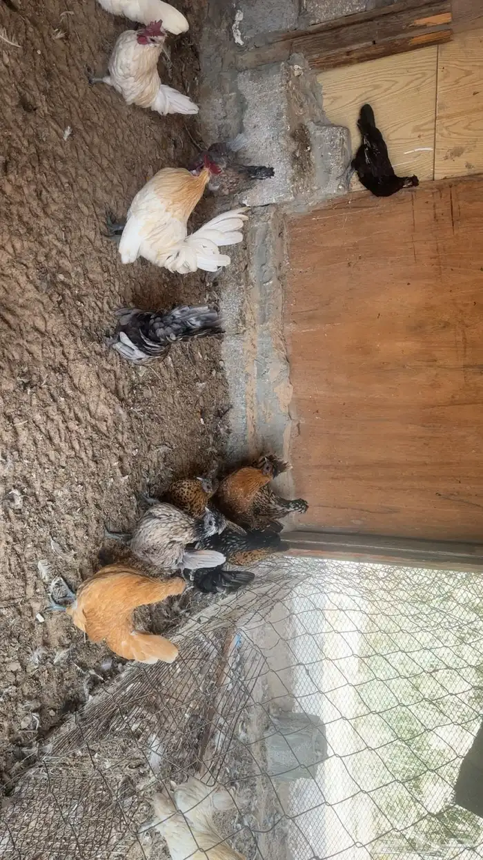 دجاج كويتي حباحب للبيع 3