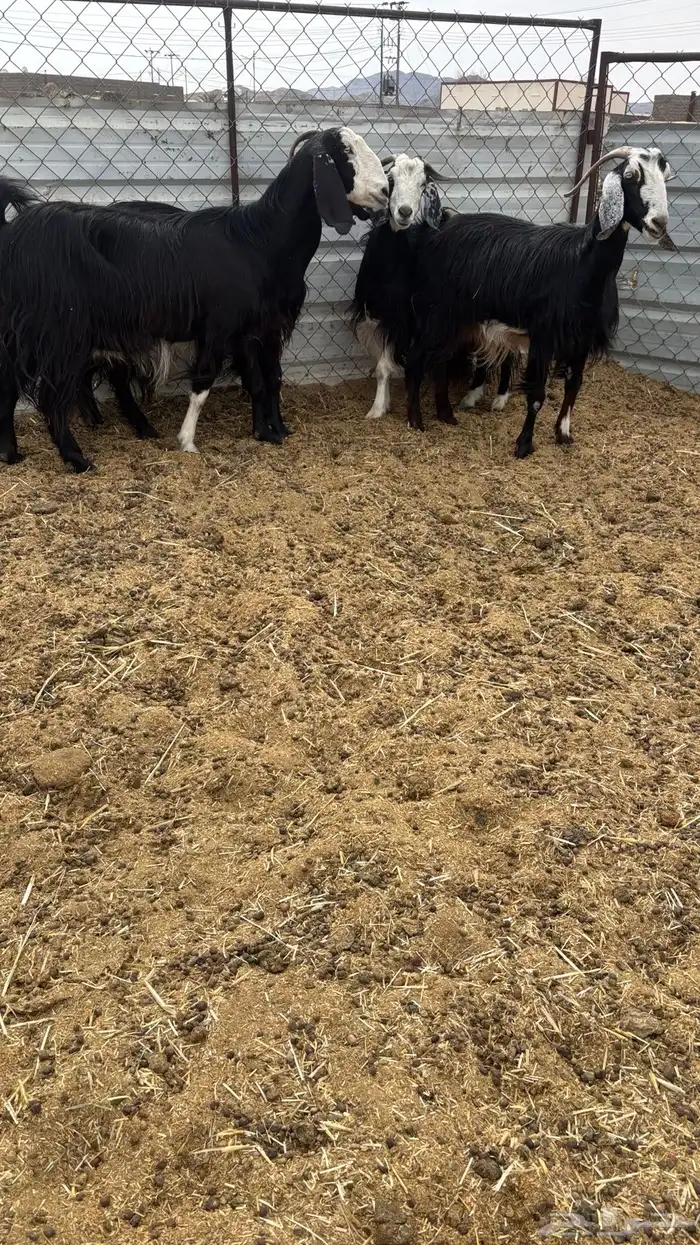 معزا مضاريع 5