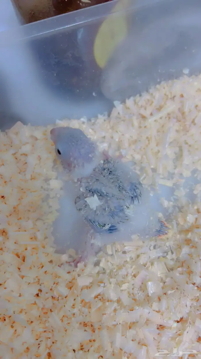 فروخ متنوعه ( كنيورات   لوري   صن كنيور) 8