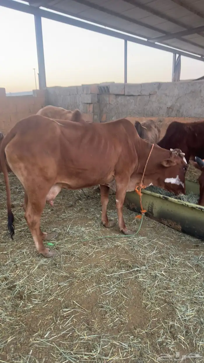 بقره القحه 1