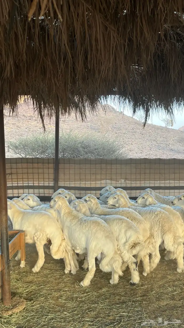 ذبائح بجميع انواعها 27