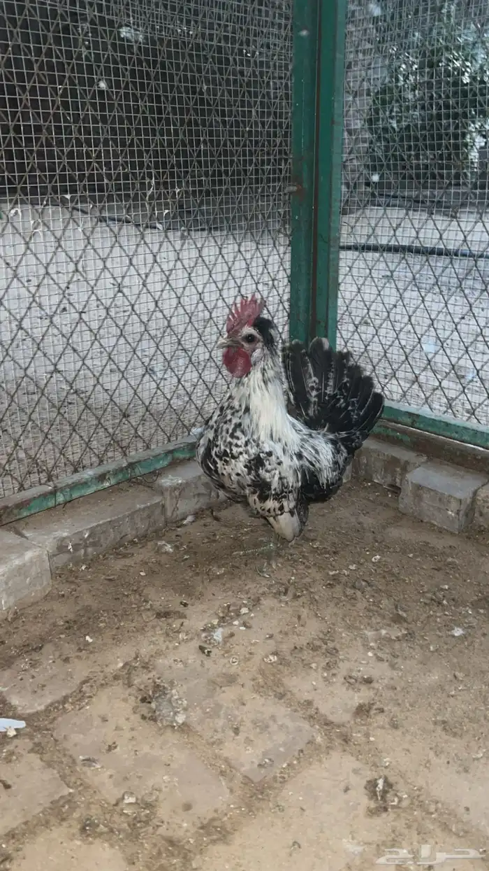 ديك حباحب قزم 0