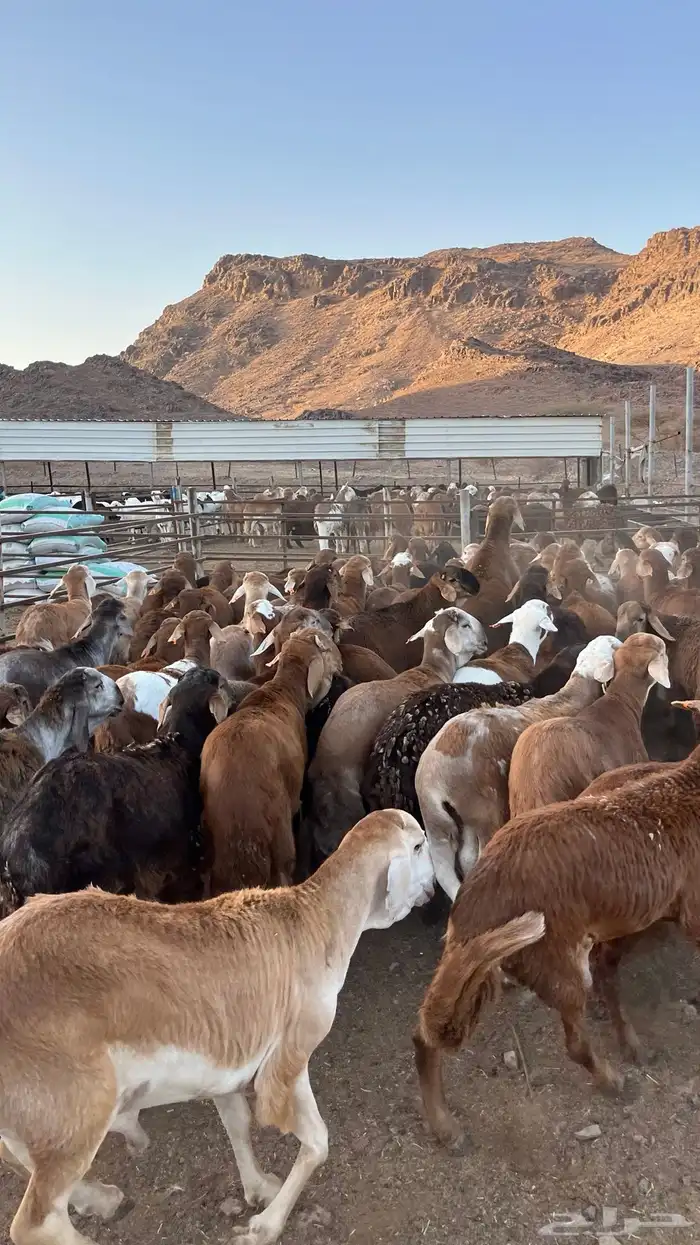طليان سواكن حمري جادعان 9