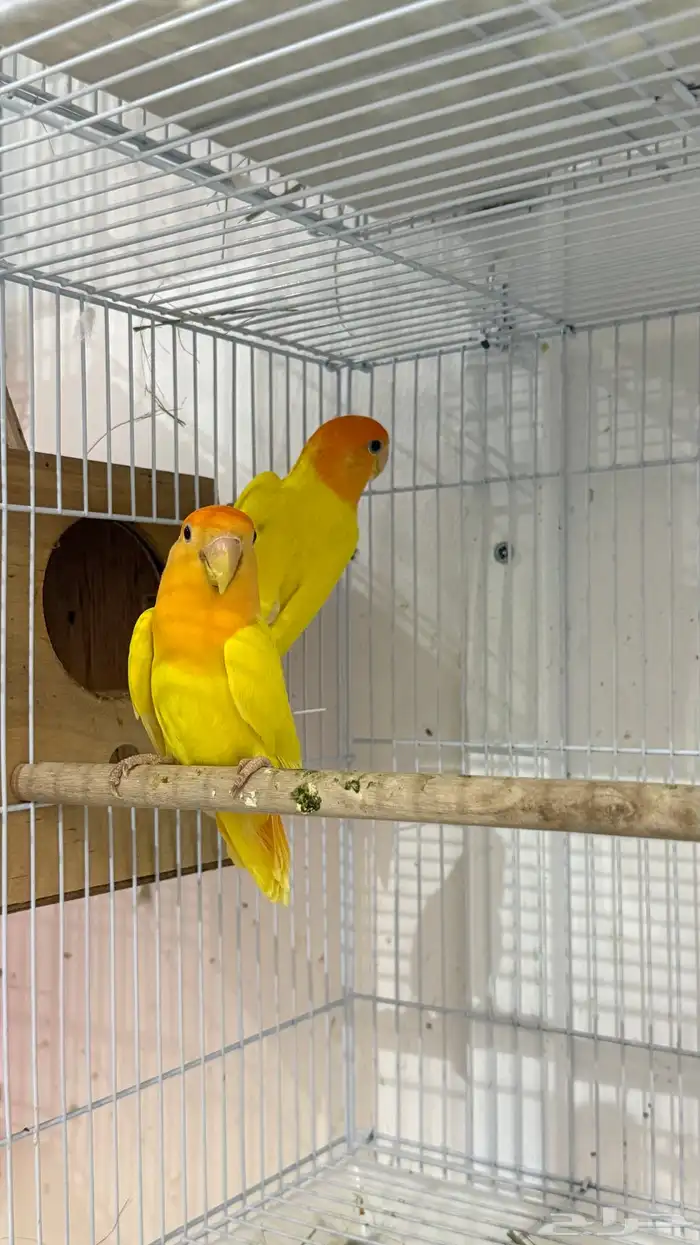 جوز روز اورنج اوبلاين 2