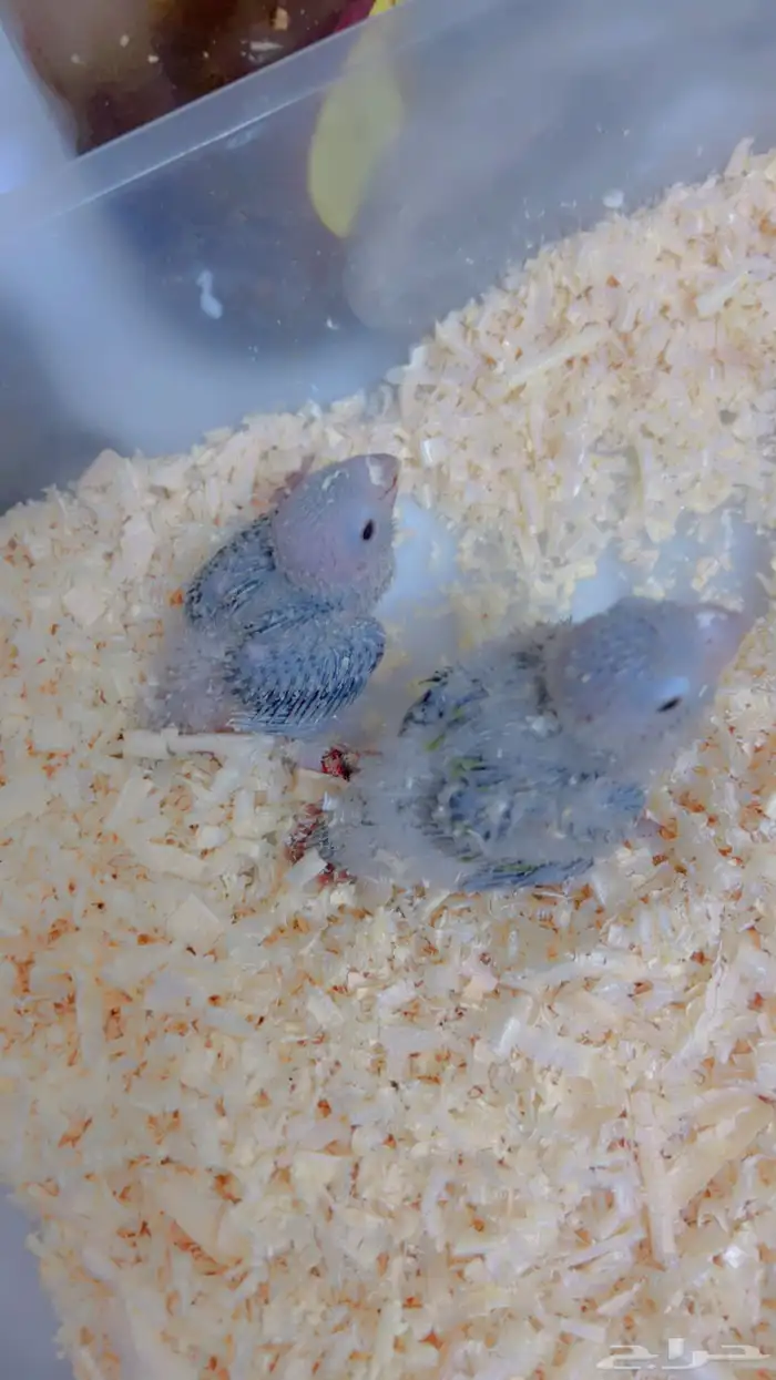 فروخ متنوعه ( كنيورات   لوري   صن كنيور) 6