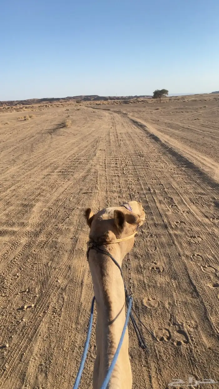 جمل طابع شرط شداد لا يجي غير الصامل 0