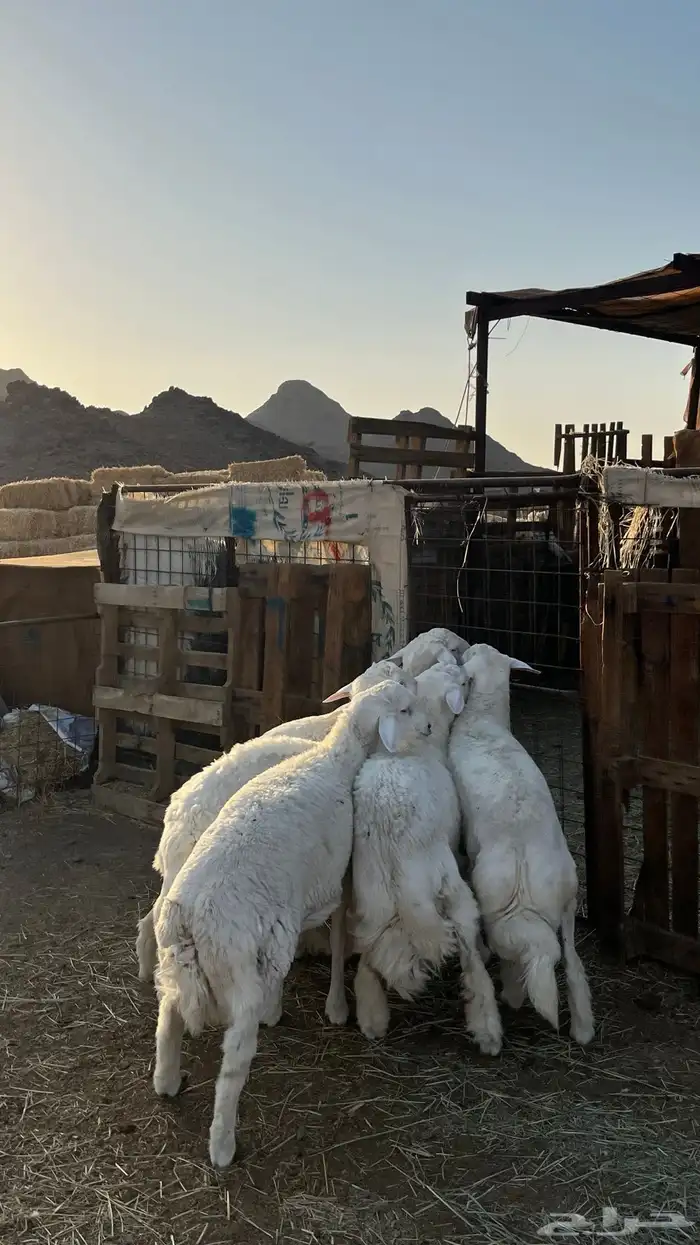 ذبائح بجميع انواعها 26