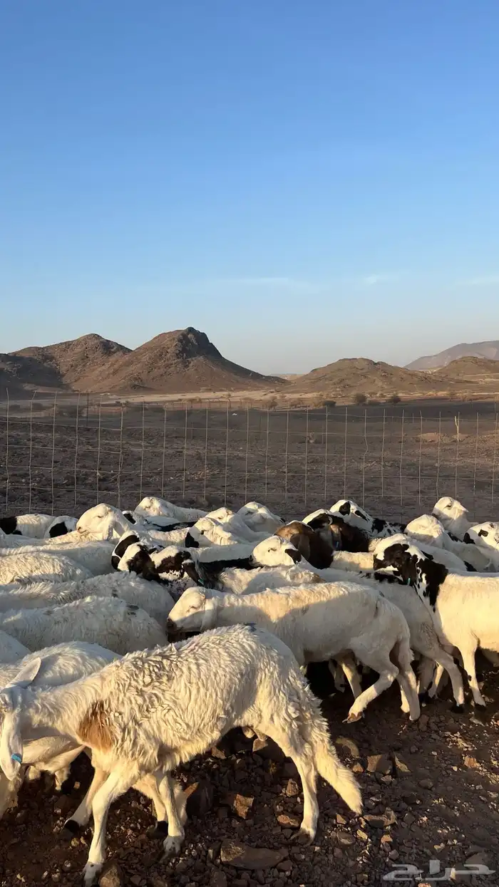 طليان سواكن شبيه الحري دمازين مرابى جادعان 17