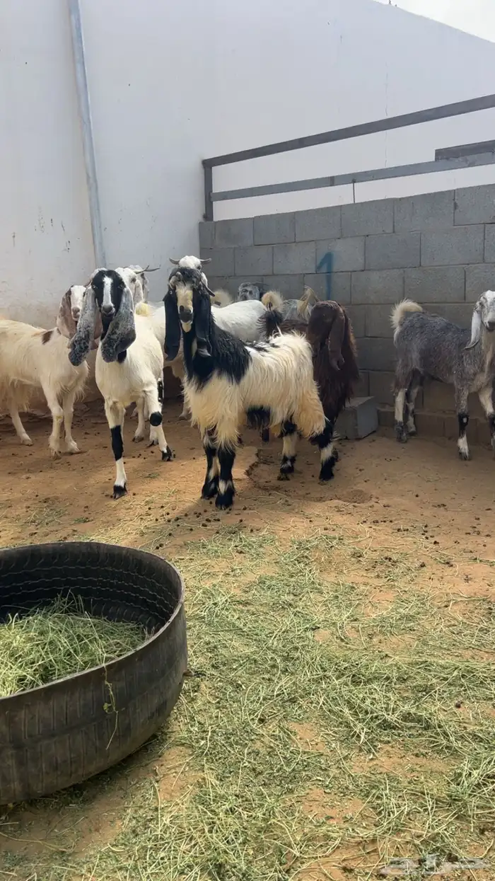 معزا مع فحلها مشاريك فواخر 3