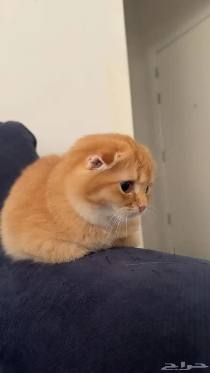 قطط سكوتش للبيع 0