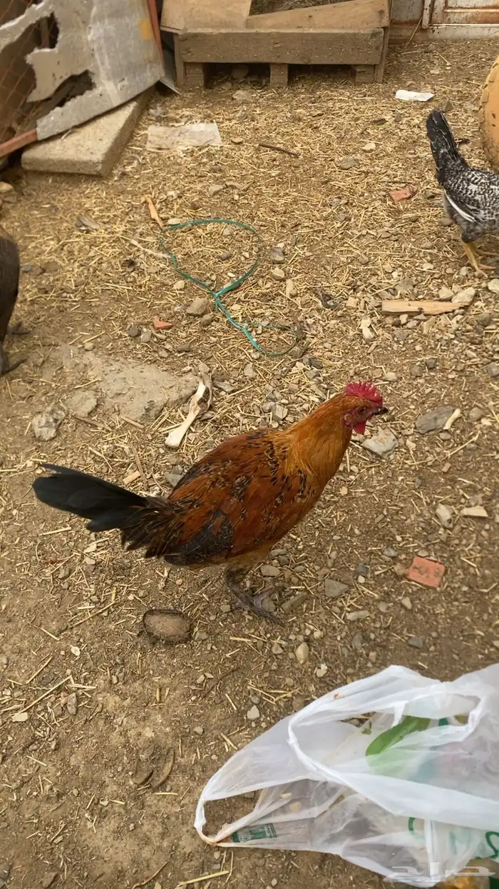 دجاج بلدي حضان 4