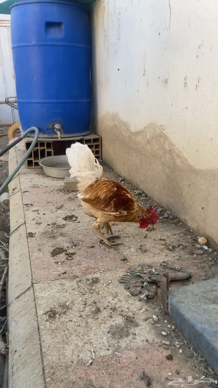 دجاج بلدي حضان 0