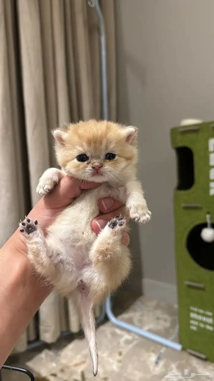 قطط ذكور و اناث بيع تصفيه ب اسعار مخفضه 7