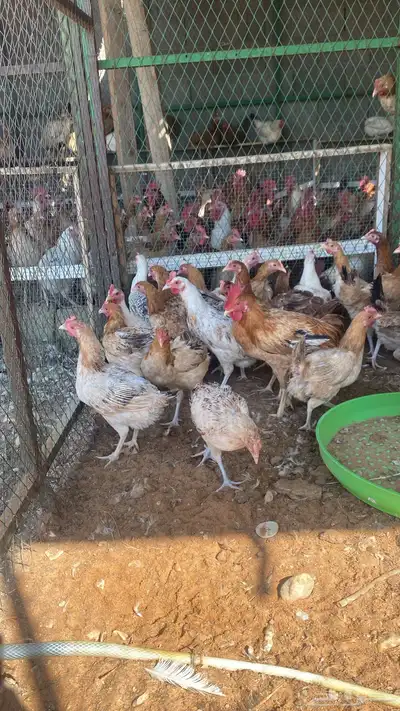 chickens 1000pieces index