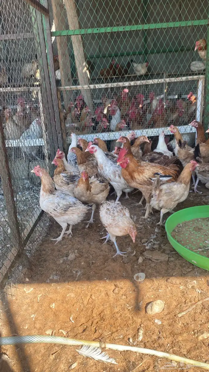 chickens 1000pieces 6