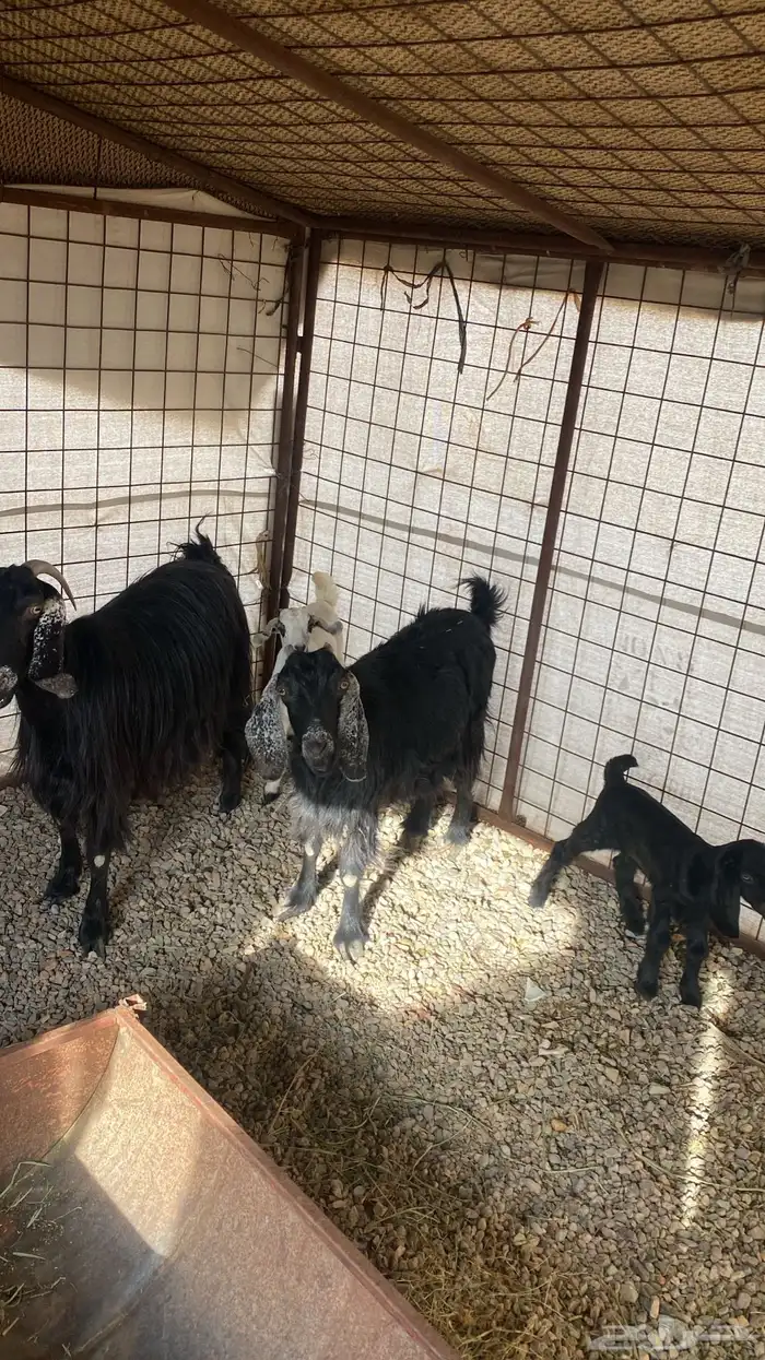 معزا ثنتين معها تيس وجفره روم وديوسها سليمه 1