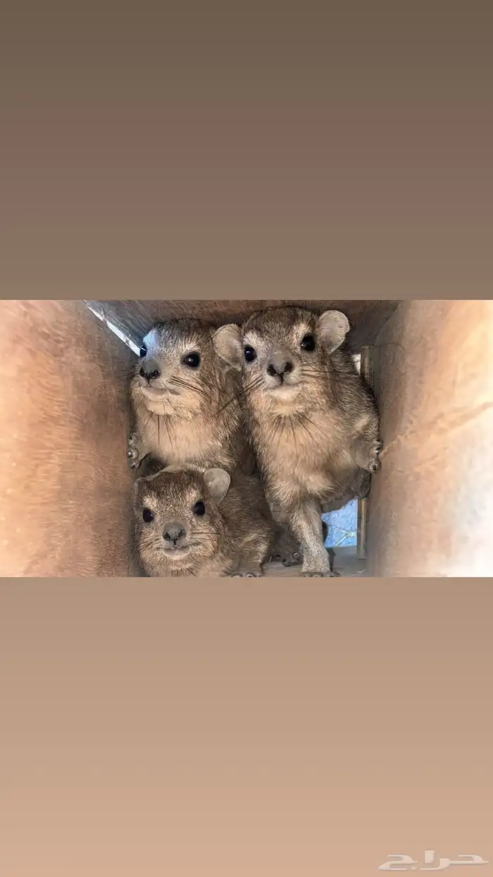 و ب ر ا ن للبيع 0