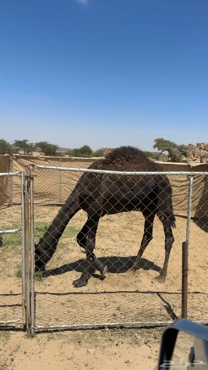 قعودين للبيع 2