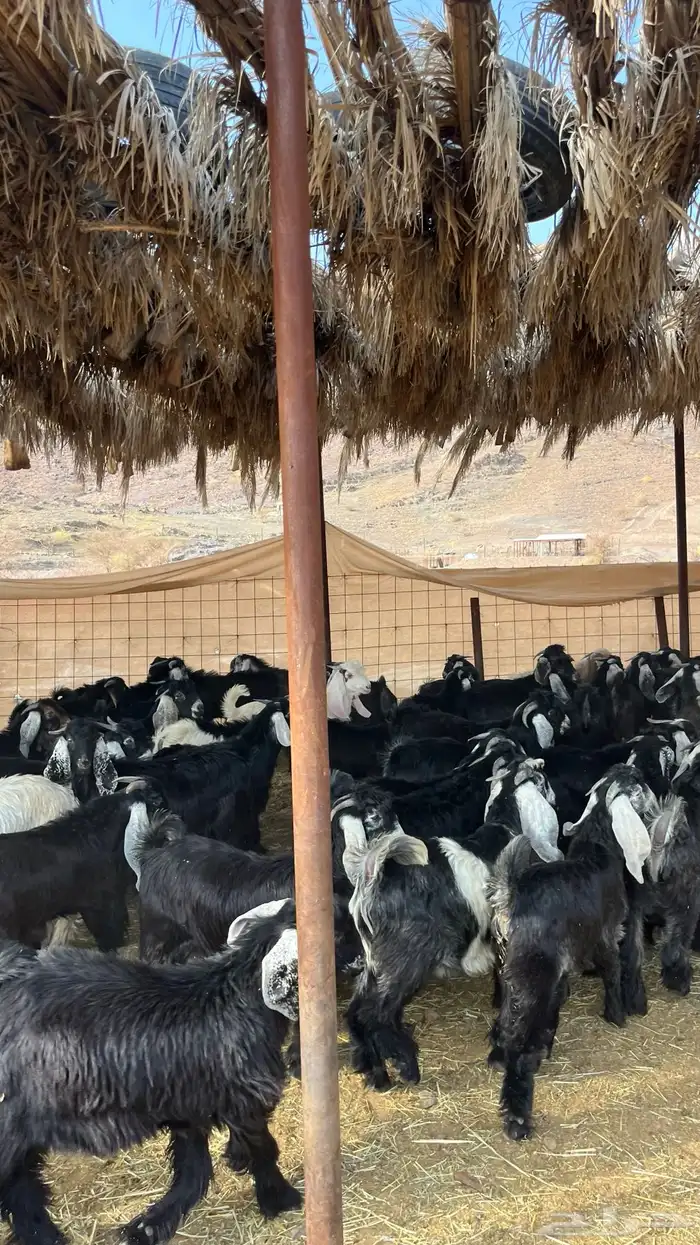 تيوس مخاصي جادعان جبره 1