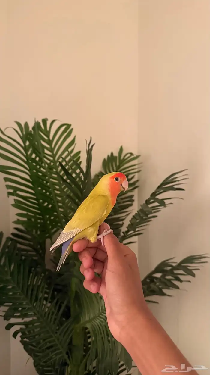 طيور بادجي وروز اليفه 1