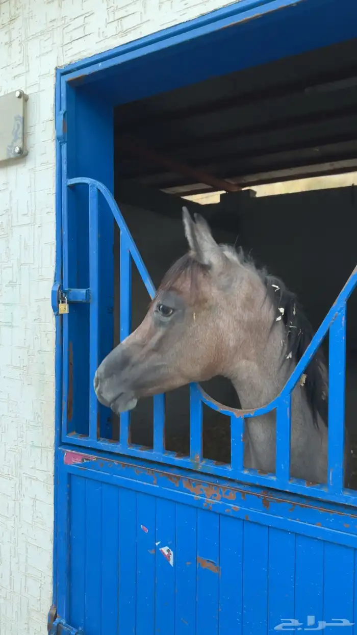 مهره واهو بورق العمر 7شهور سليمه ولاتشتكي من شي 2