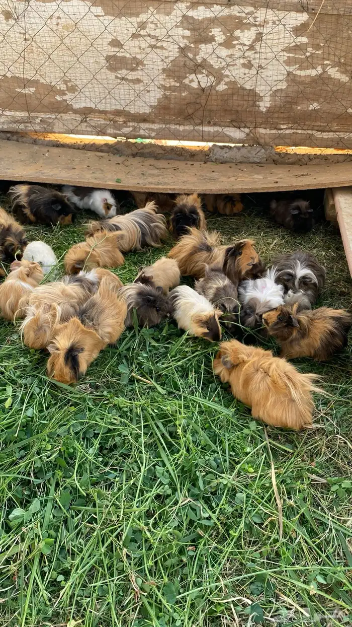 وبر هامستر 3