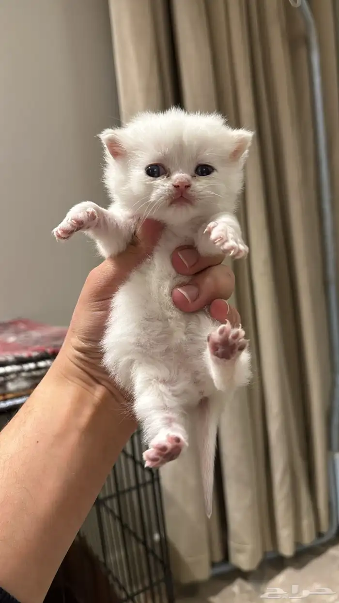 قطط ذكور و اناث بيع تصفيه ب اسعار مخفضه 8