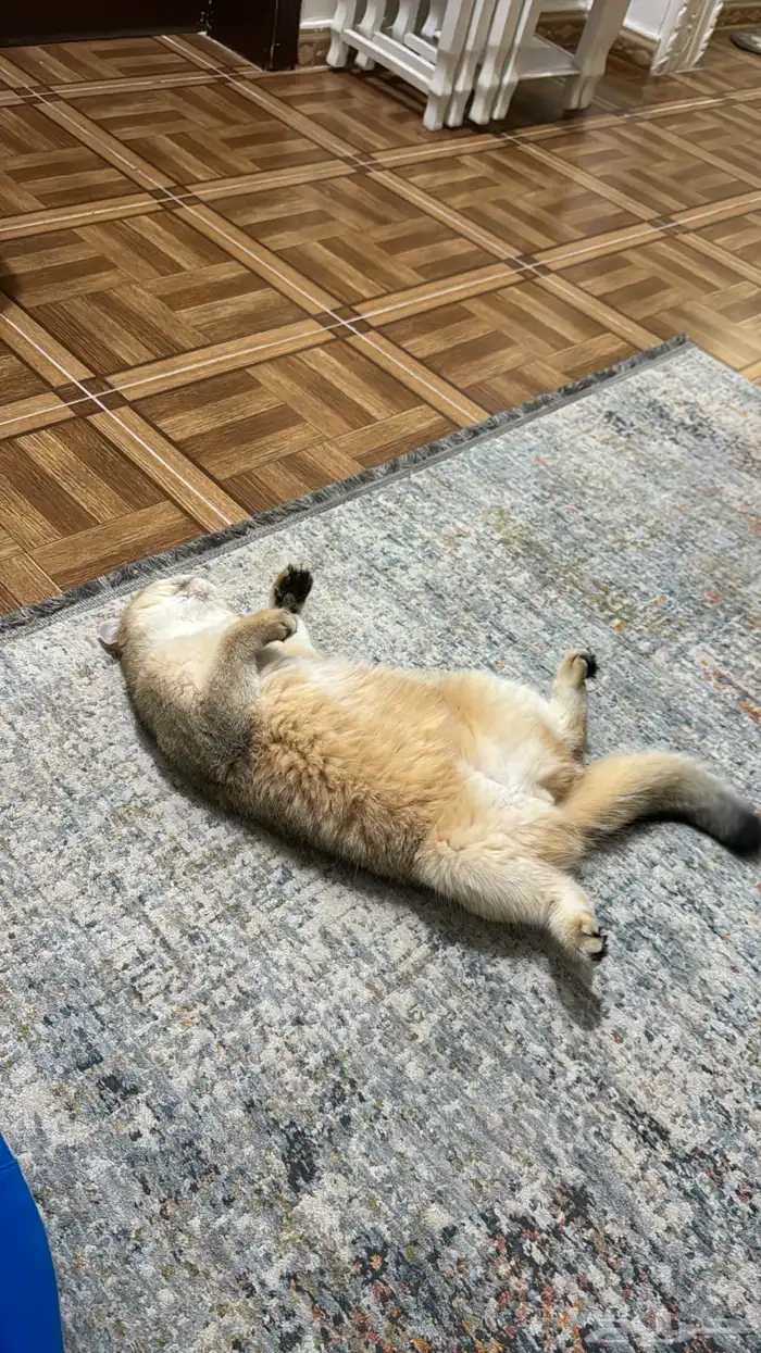 قطة اسكوتش استريت مسجلة 2