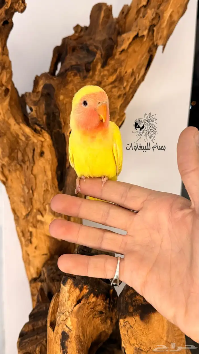 فرخ روز مفطوم اليف لاتينو رد فيس 1