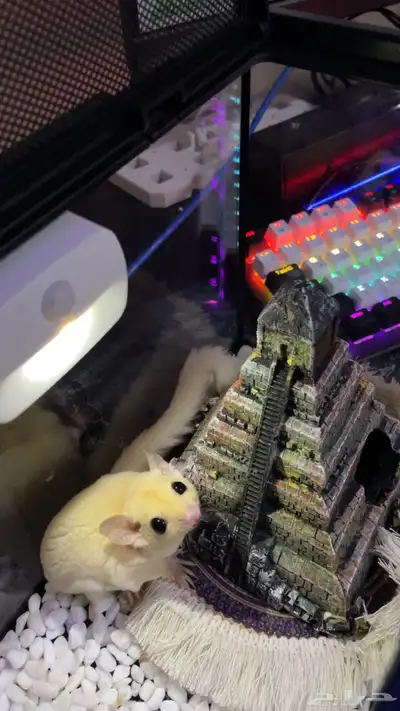 سنجاب طائر فصيلة نادرة بينو index