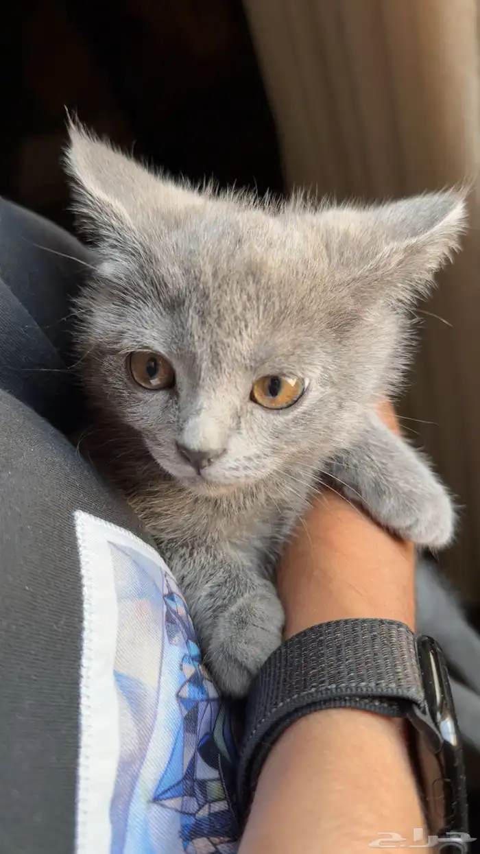 قطة British Shorthair أنثى لون رمادي فاخر للبيع بالرياض 3