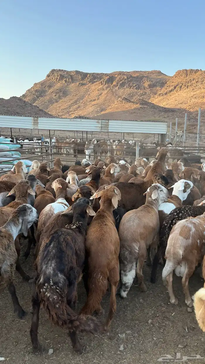 طليان سواكن حمري جادعان 8