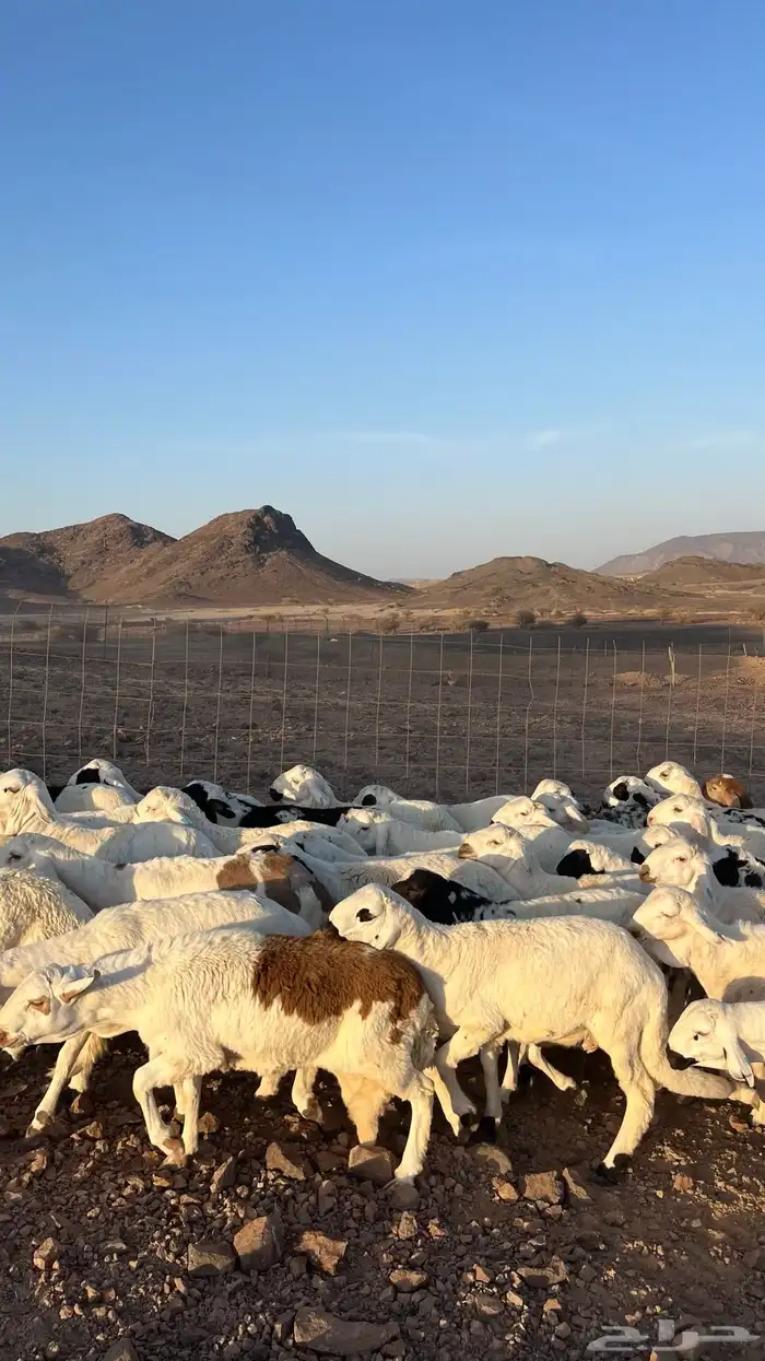 طليان سواكن شبيه الحري دمازين مرابى جادعان 18