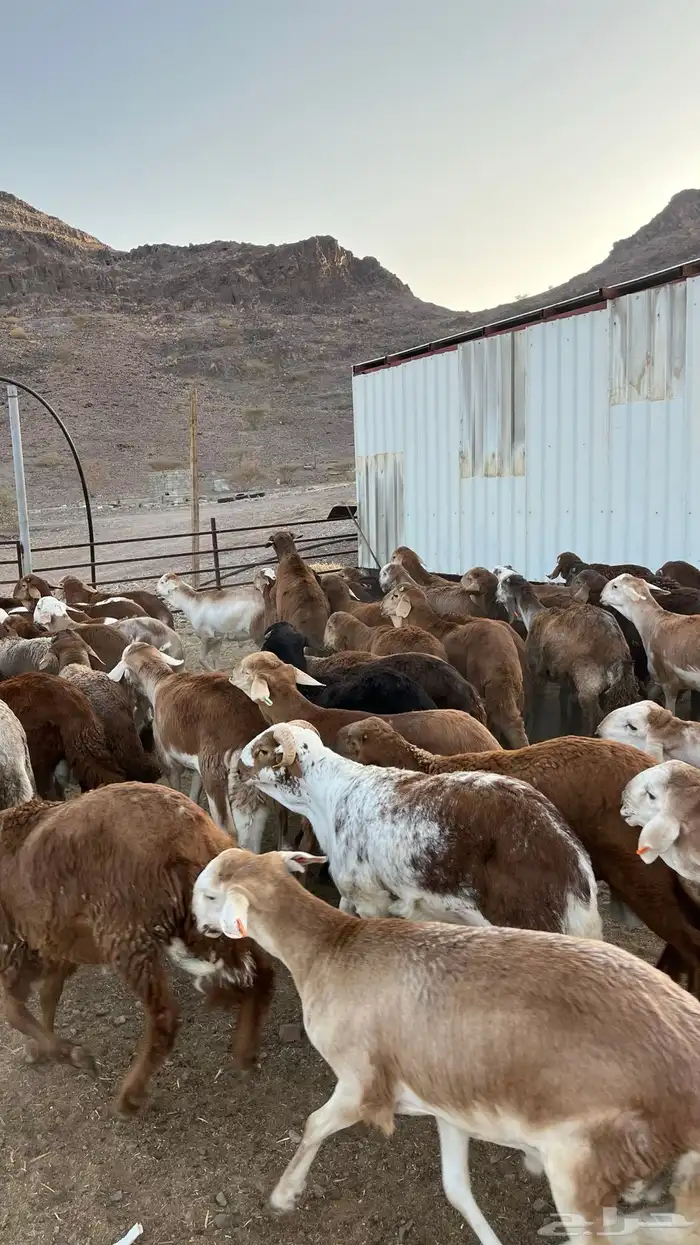 طليان سواكن حمري جادعان 27