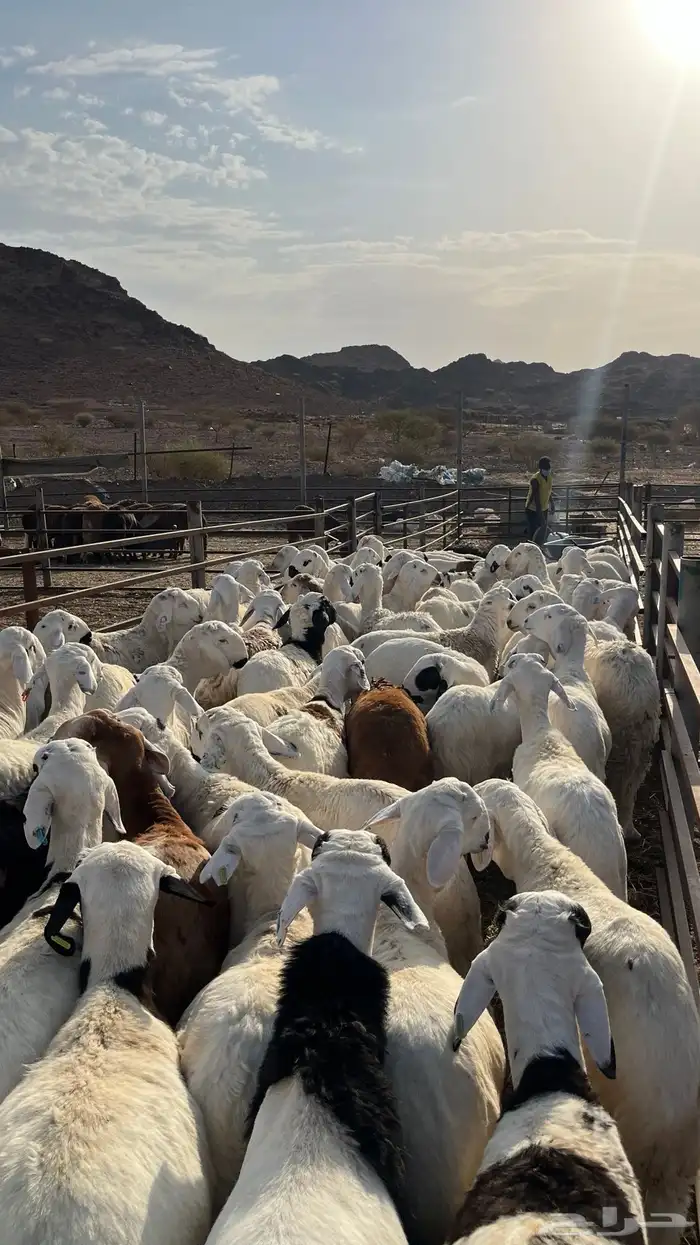 طليان سواكن شبيه الحري جبره 18