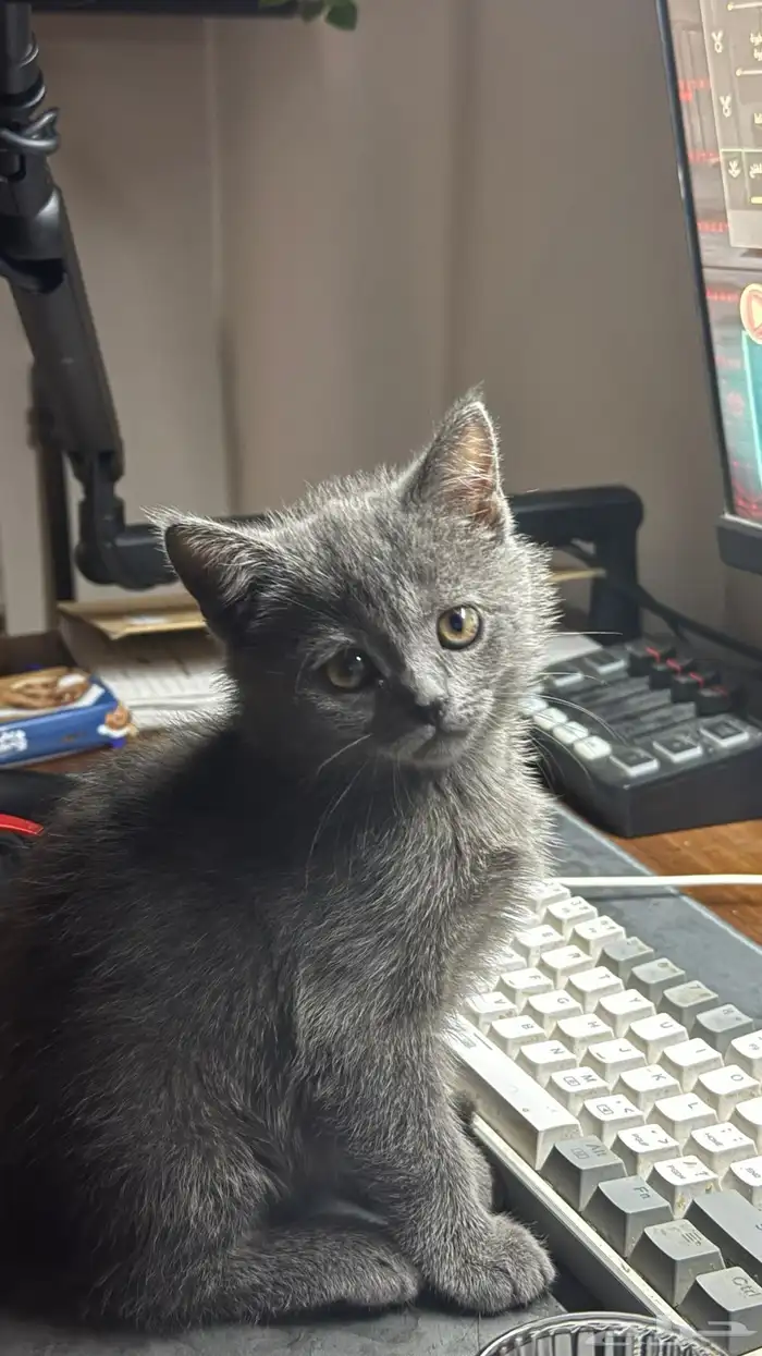 قطة British Shorthair أنثى لون رمادي فاخر للبيع بالرياض 1
