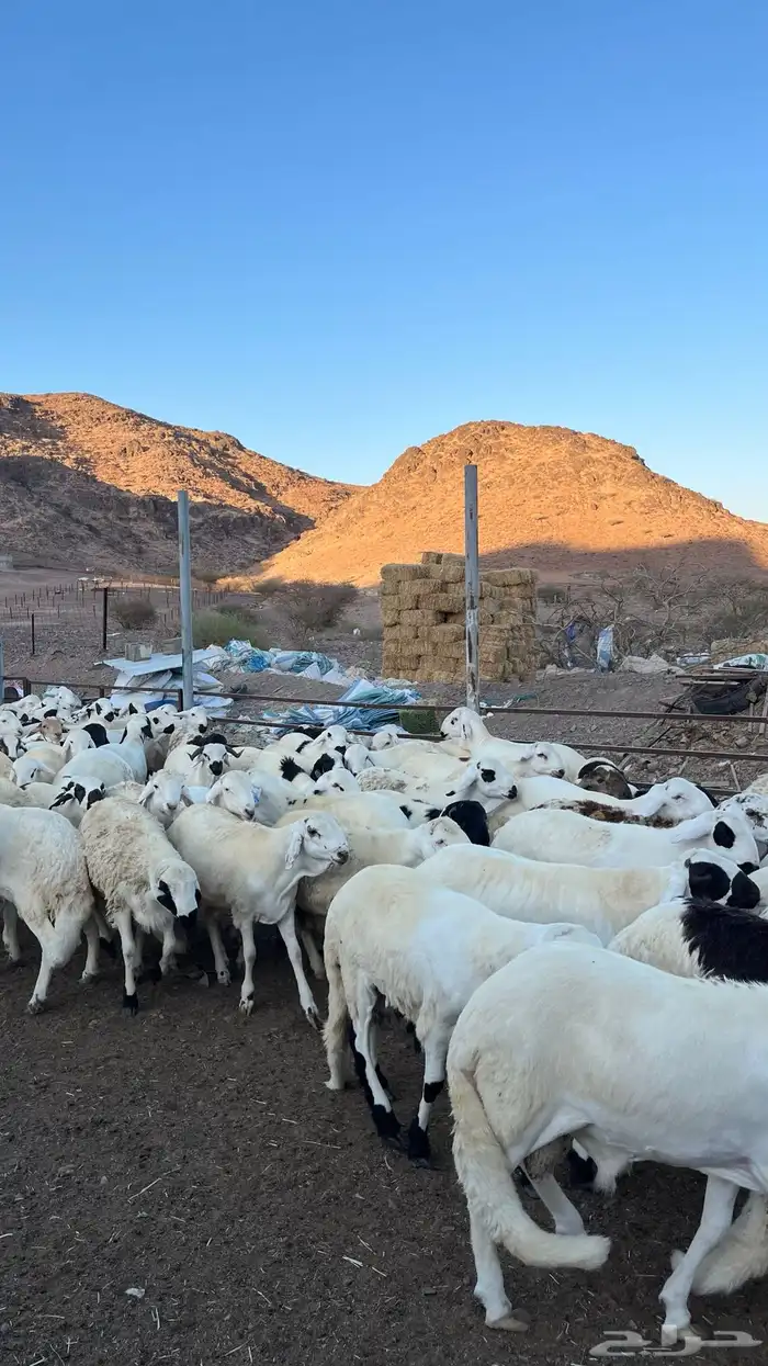 ذبائح بجميع انواعها 6