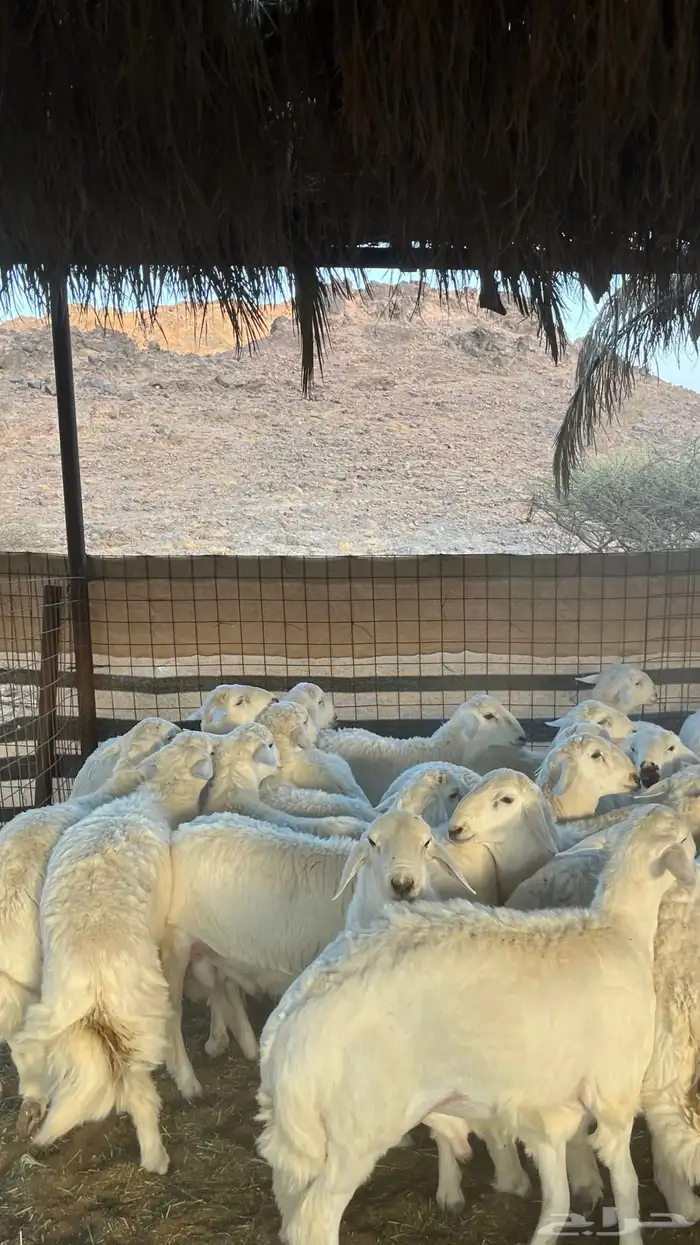 ذبائح طليان حري-نجدي-سواكن-نعيمي-تيوس 35