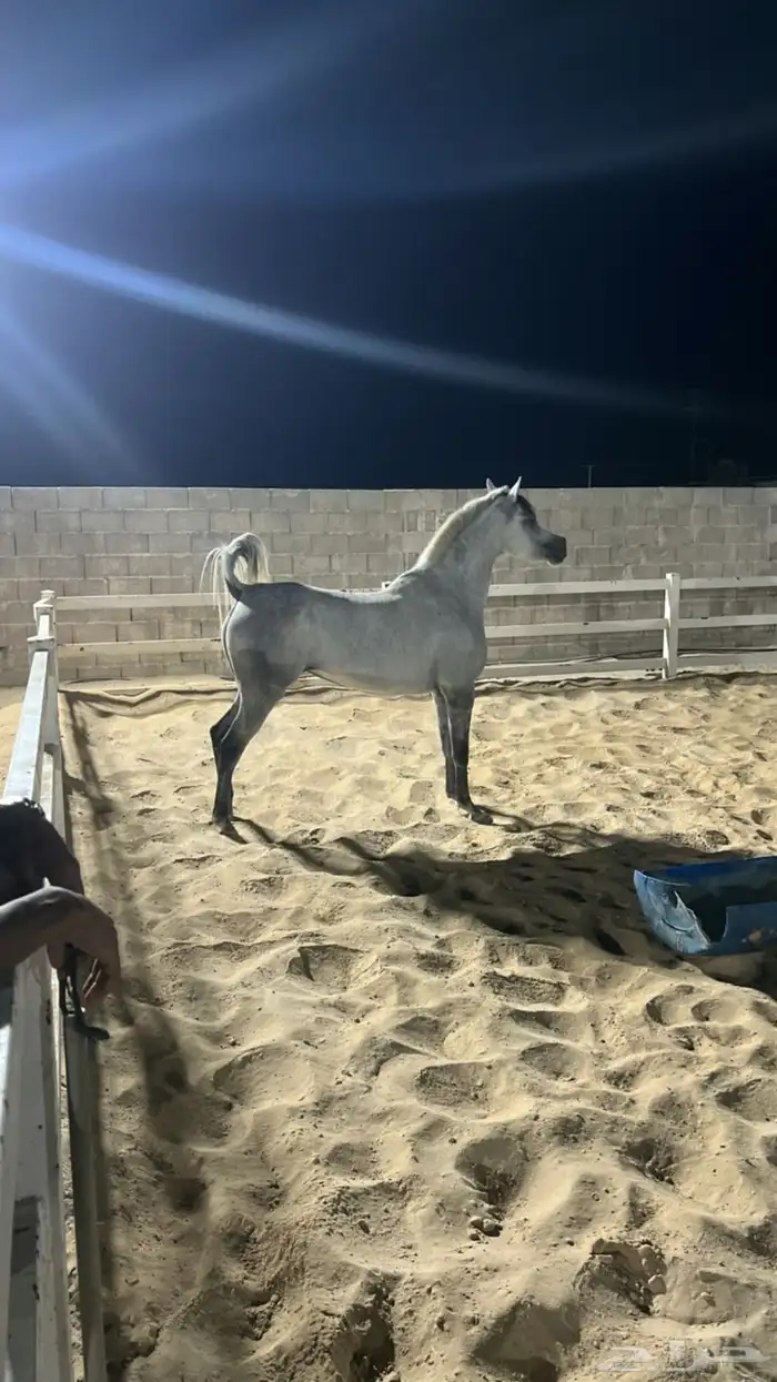 فرس شعبية جميلة فاخرة تبارك الرحمان 2