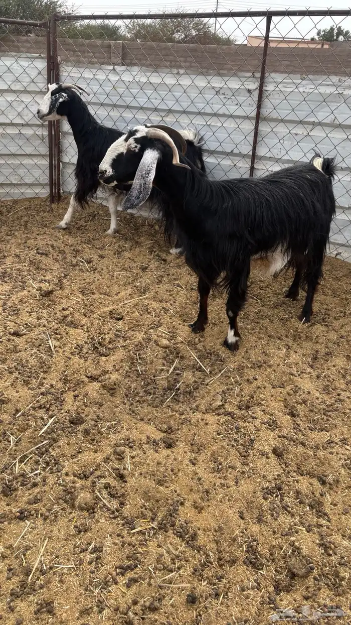 معزا مضاريع 2